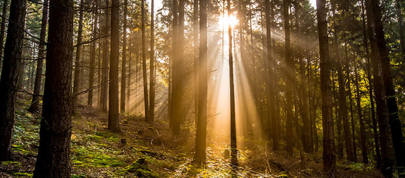 naturbestattungen_hallertau_news naturbestattungen_hallertau_news